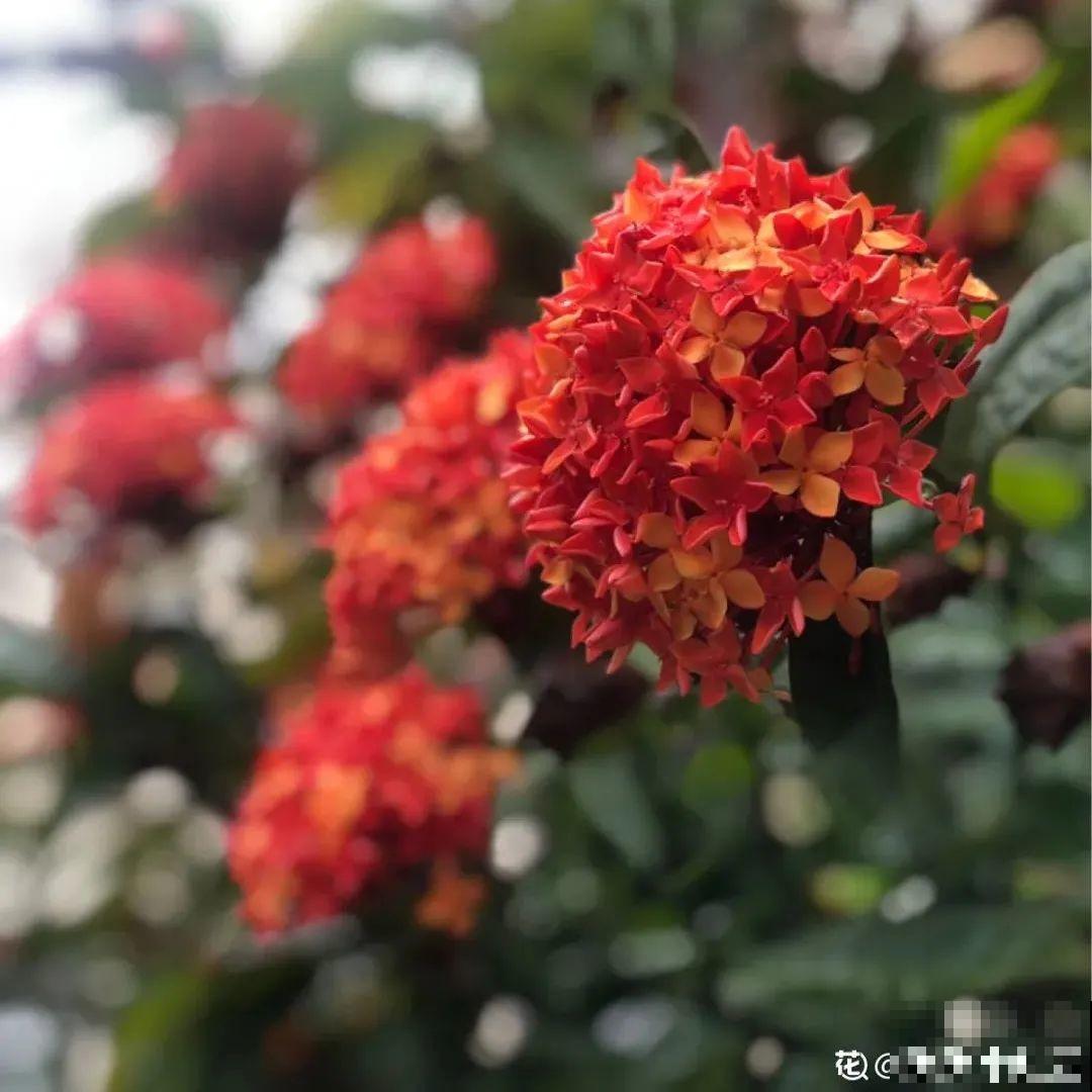 大门口种棵花，吉利又好看，镇宅保平安