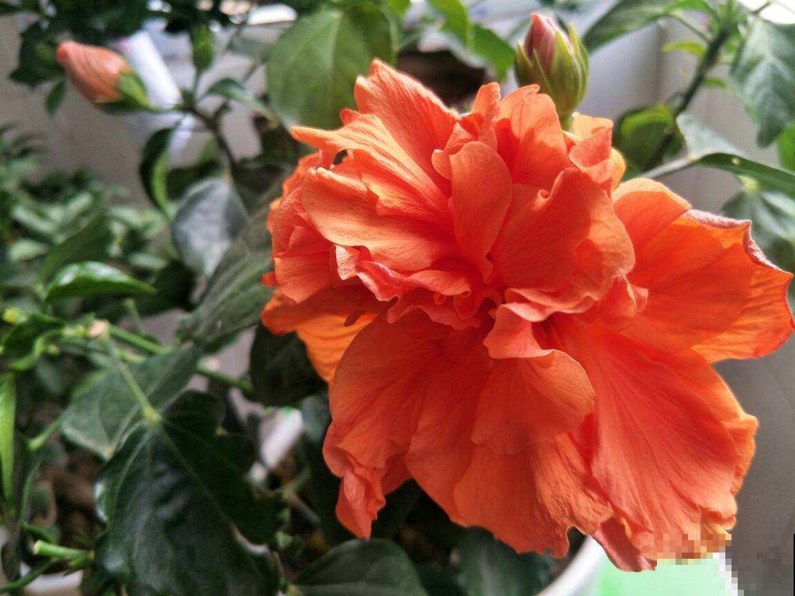 喜欢酸性土的4种花，适当浇点醋，花才能长得壮