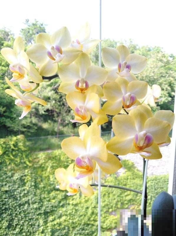 3种花天生“娇气”，冬天难养好，室内条件不好就别养