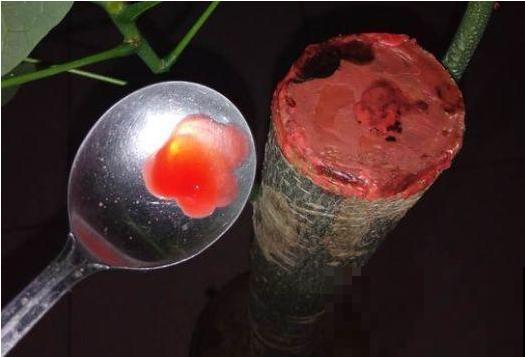 10个养花偏方,一般人我不告诉他,养花太好用 10个养花偏方,一般人我不告诉他,养花太好用