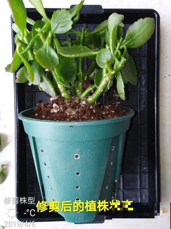 2月养花下狠手，剃光头、撸光叶，越狠越开花！