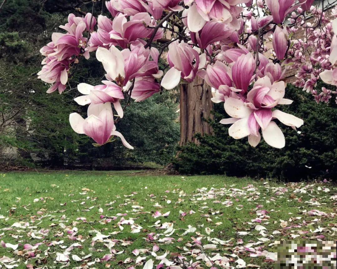 16种花，能养成传家宝，养个几十年没问题