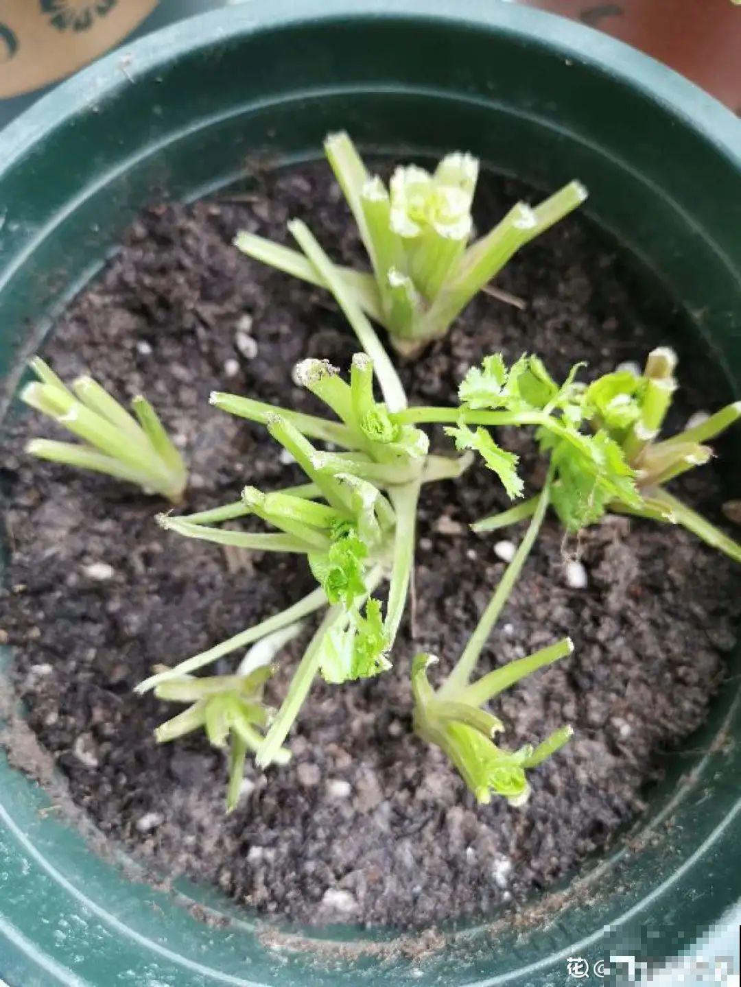 吃完的菜根切下来，埋土里就冒芽，以后不用买菜了！