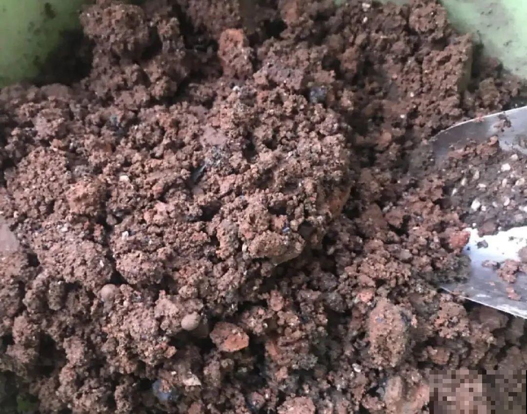 山上松果掉了一地,捡回家一袋子,拿来养花透气性超 山上松果掉了一地,捡回家一袋子,拿来养花透气性超