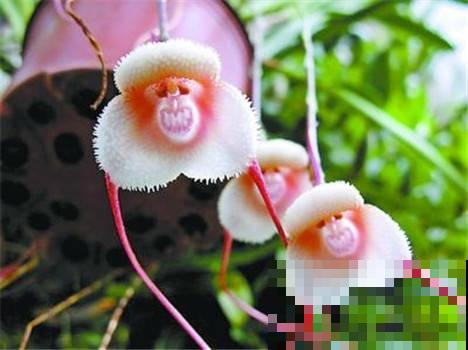 5种奇花异草，太罕见了，好看又有个性！