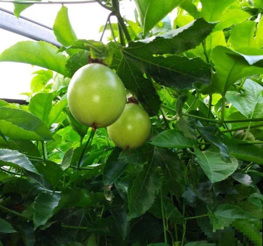 几粒种子就能种出百香果,省了不少钱,而且养护特简单! 几粒种子就能种出百香果,省了不少钱,而且养护特简单!