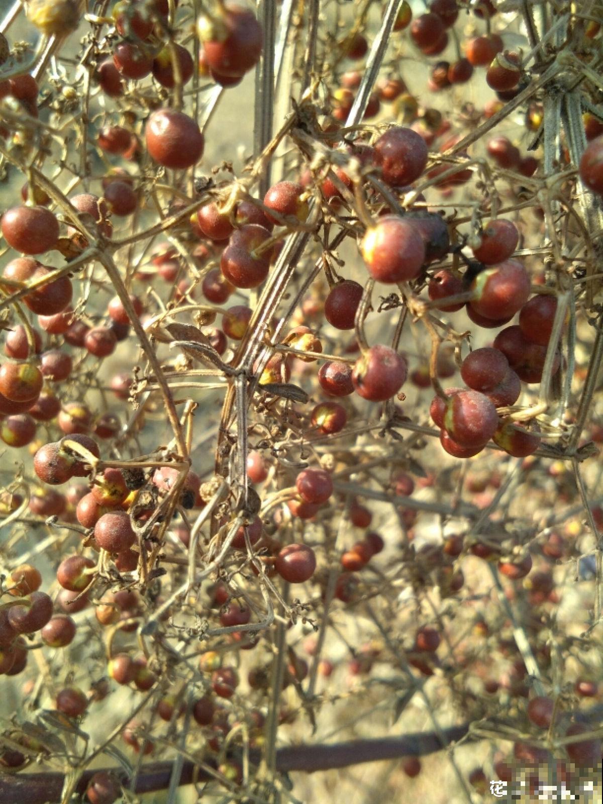 6种植物能染色，从古用到今，工艺传承几千年