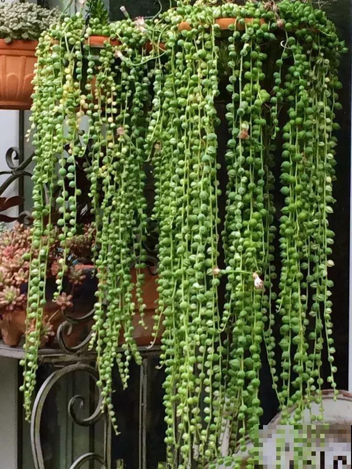 这5种花挂起来养,开花像瀑布,太美了! 这5种花挂起来养,开花像瀑布,太美了!