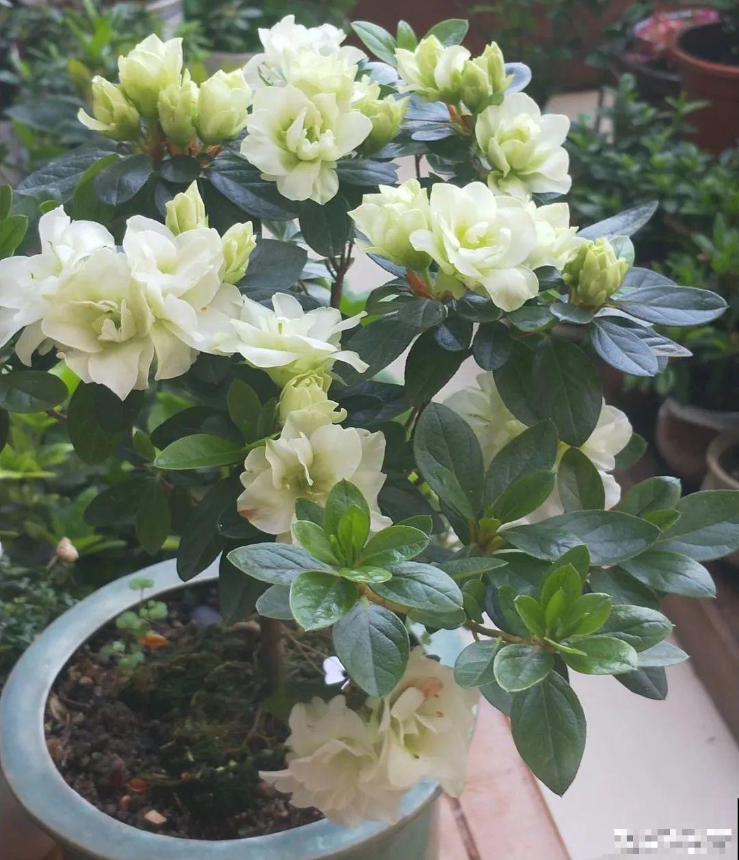 24种花,净化空气最厉害,绿萝竟然倒数! 24种花,净化空气最厉害,绿萝竟然倒数!