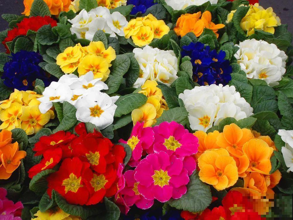 我想有一个,开满花的窗台,每天赏花! 我想有一个,开满花的窗台,每天赏花!