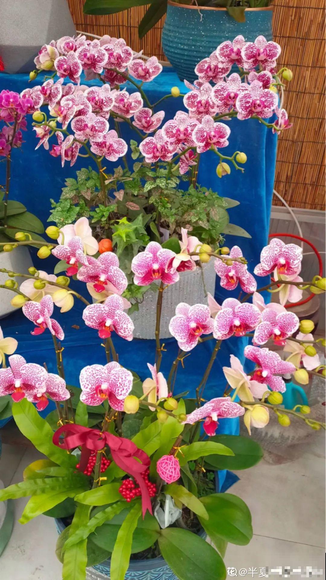 不同的花要摆在不同地方，摆对了才好看，摆错了看着糟心！