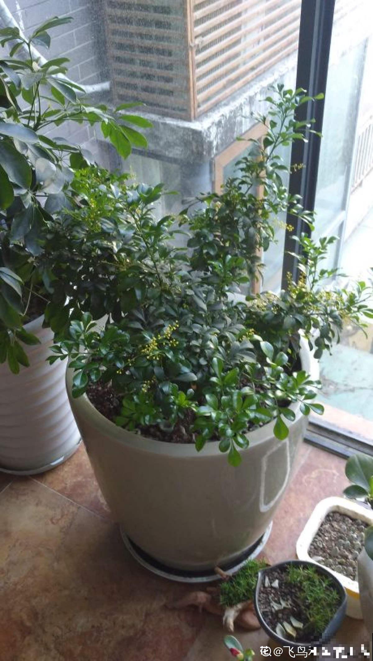 大水缸里面种花，花长得更健壮，养家里就是传家宝！