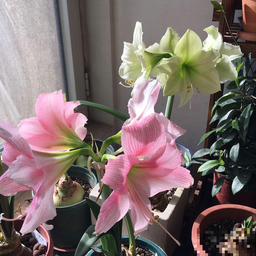 过年家里养花，就养这些“节节高”花，新的一年节节攀升