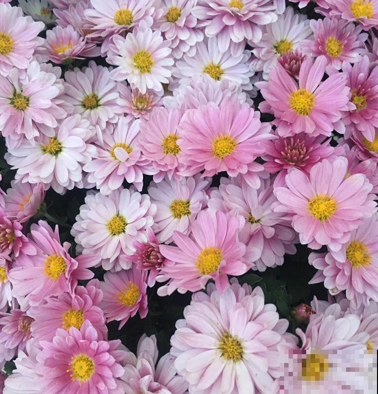 家里养盆千头菊，开花呼呼爆盆，一盆能开上百朵