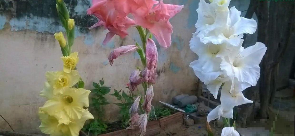 五颜六色的唐菖蒲,四季养护各不同,看完这篇你就明白了! 五颜六色的唐菖蒲,四季养护各不同,看完这篇你就明白了!