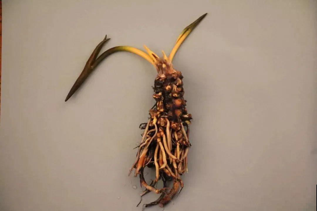 家里养盆“花中睡美人”，一天灌一瓢水，开花多得大缸放不下！