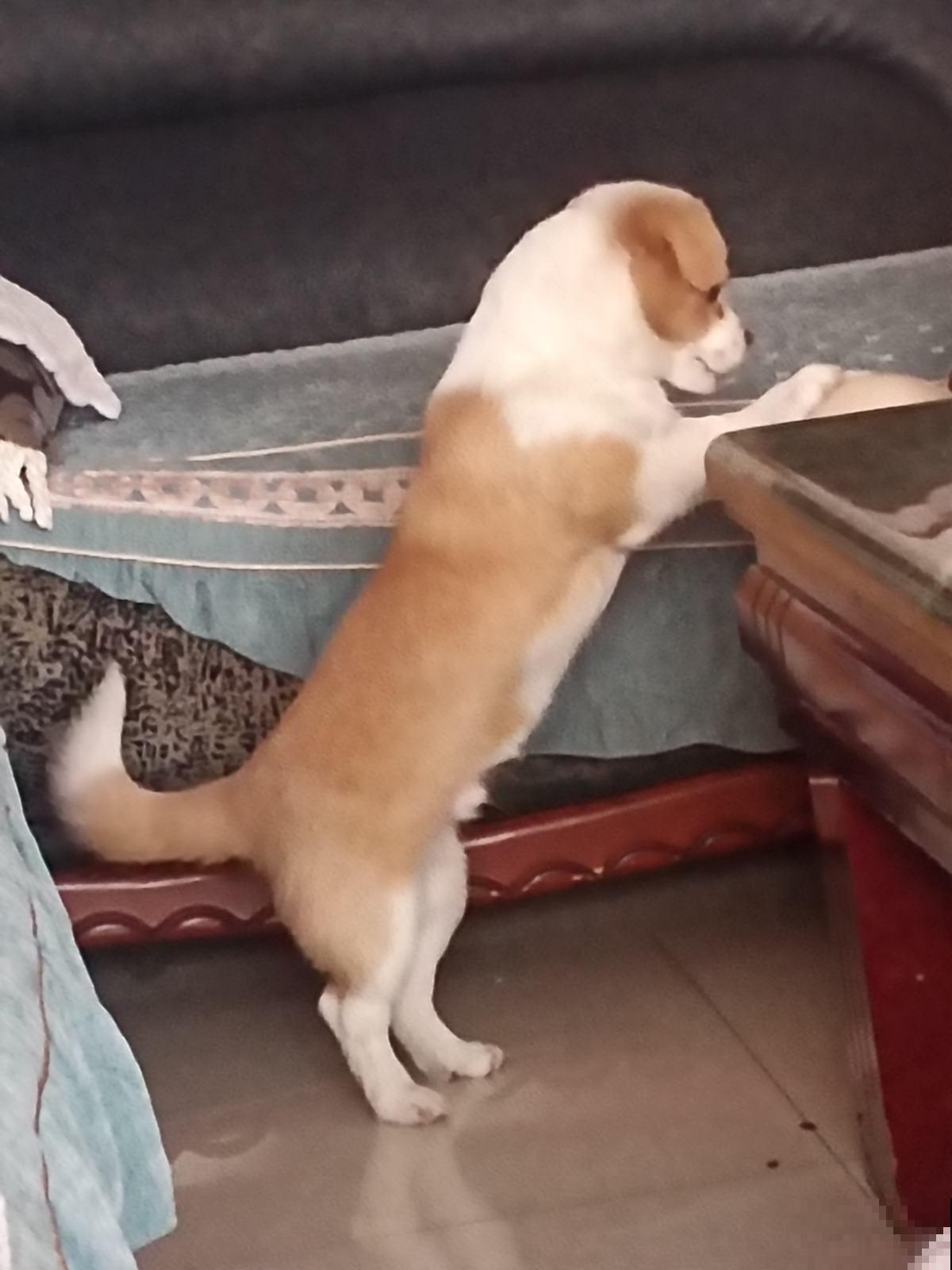 养花最令人头疼的竟是宠物,一眼看不住,就被它们毁了 养花最令人头疼的竟是宠物,一眼看不住,就被它们毁了