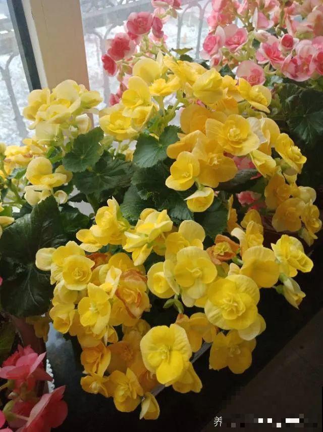 “短命”年宵花，买一盆枯一盆，太心疼