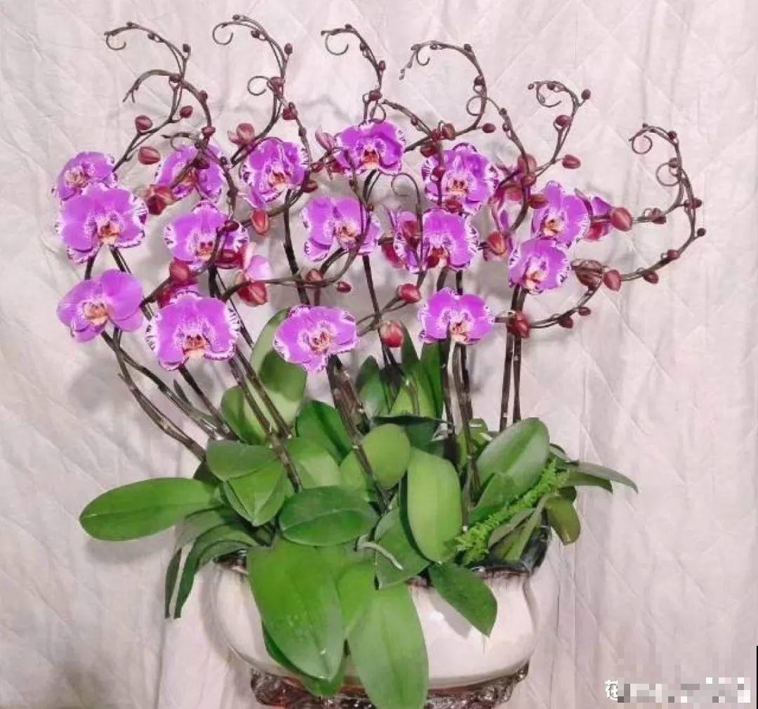 “过年花”开完，还能分10盆，每年都开花