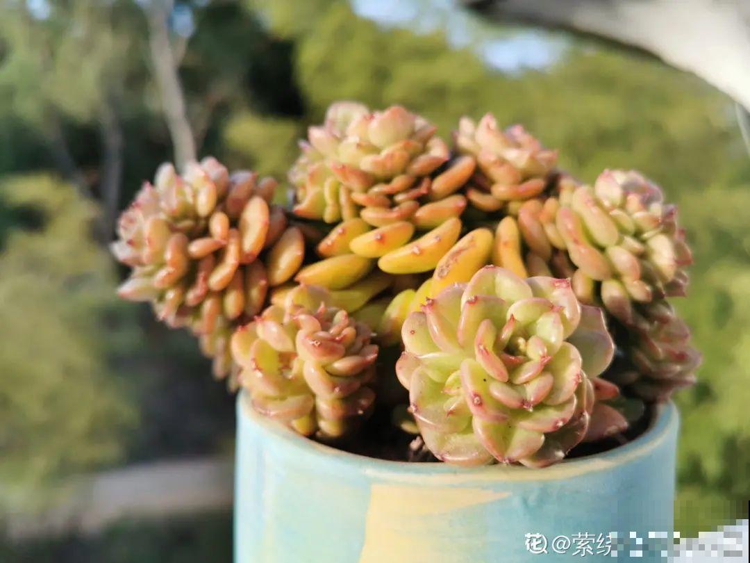 我在村里种多肉,盆盆状态美如画,城里人眼馋 我在村里种多肉,盆盆状态美如画,城里人眼馋