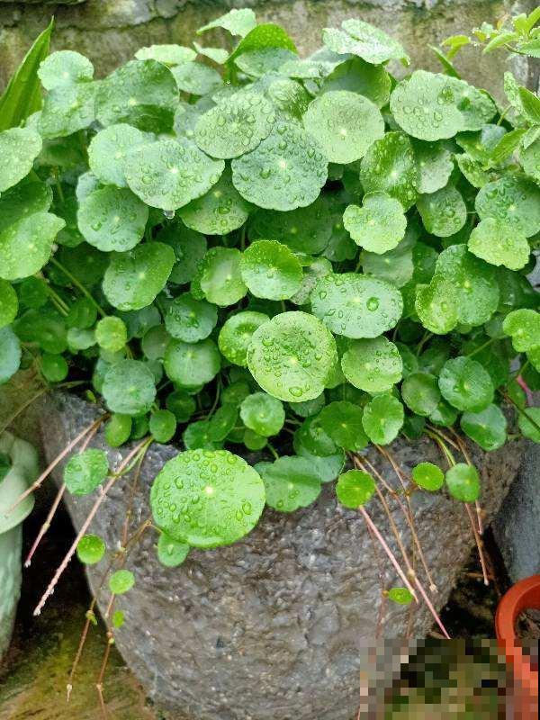 春天给花修剪，千万别舍不得，剪秃了长得更旺盛