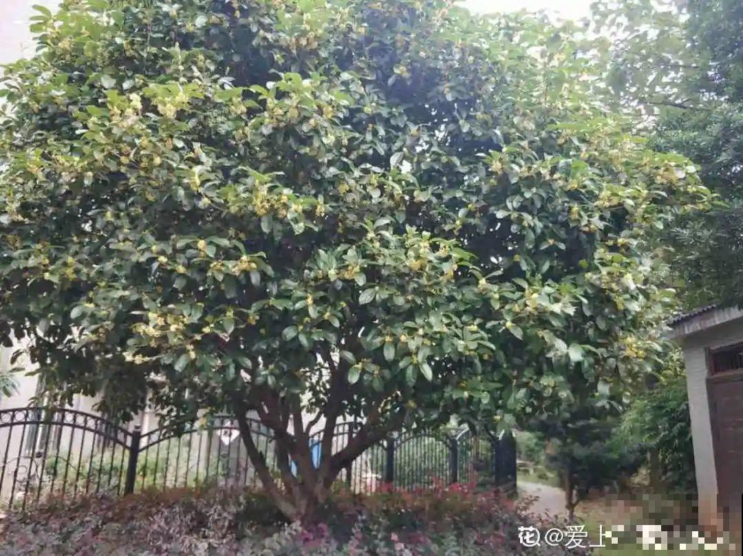 大门口种棵花，吉利又好看，镇宅保平安