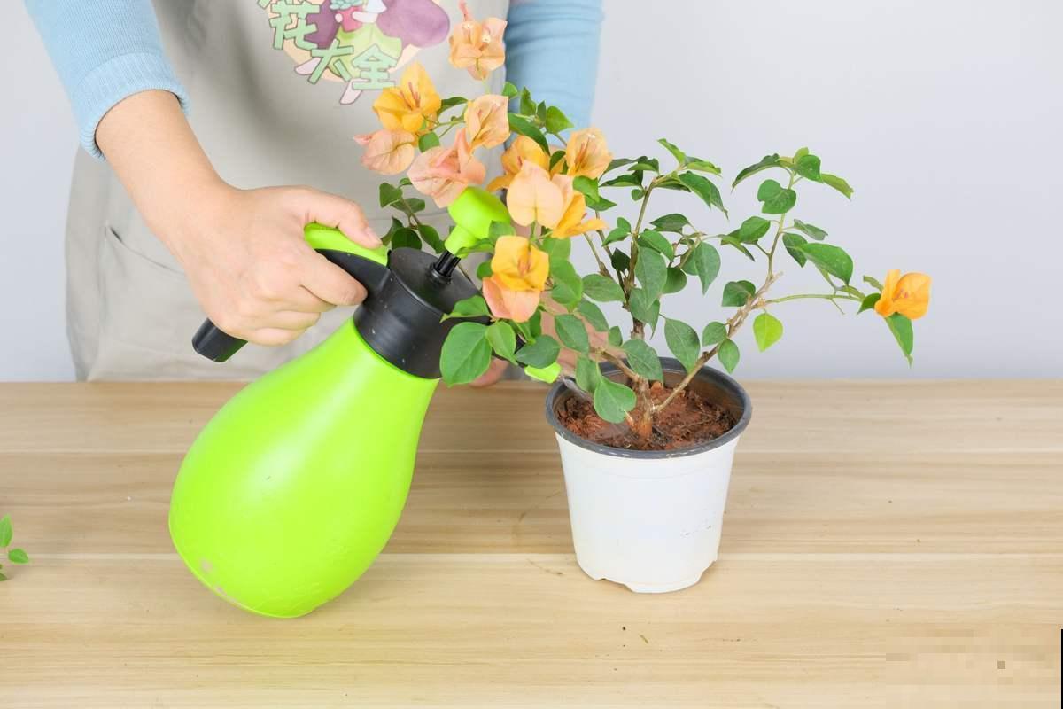 长寿花开花后，做好这5件事，才能真的“长寿”！