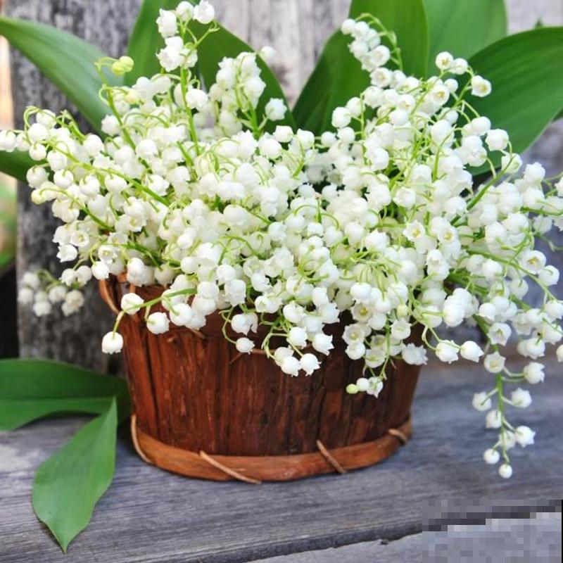 1种花像个“笼子”，还能吃虫子，越看越想笑