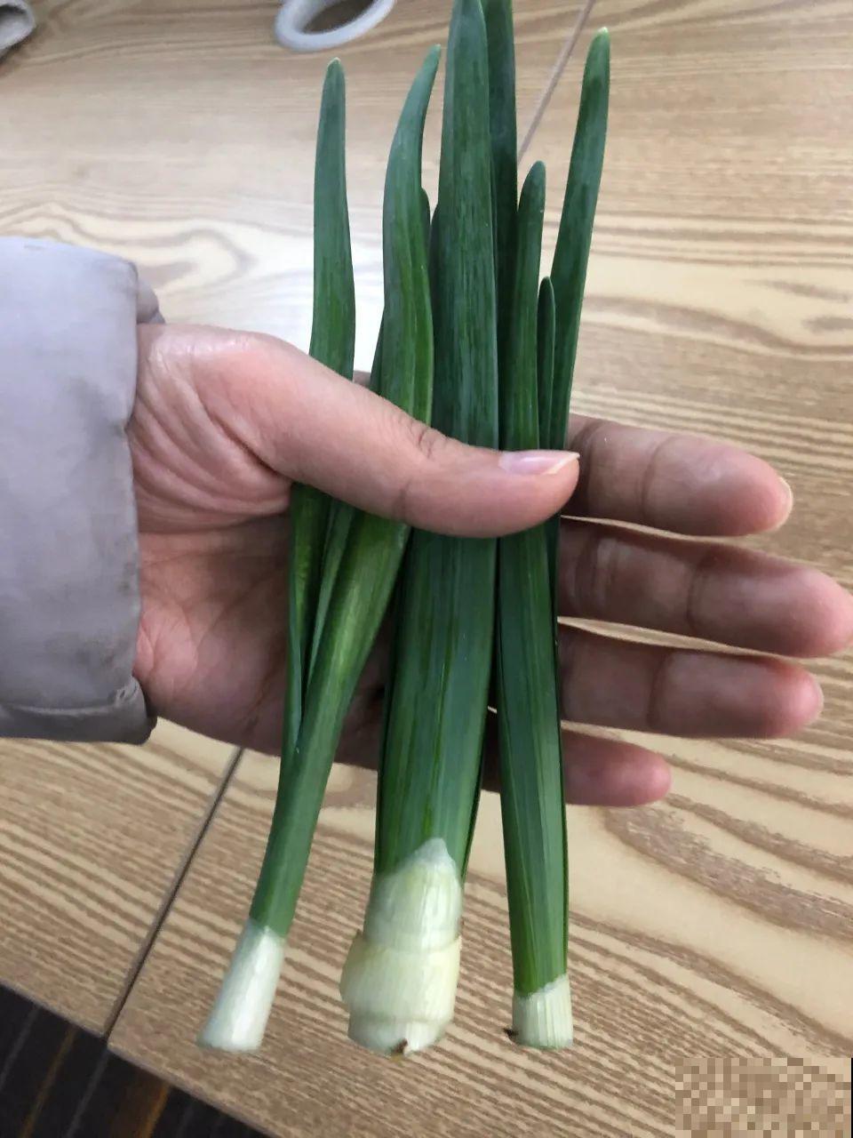 花长得像蔬菜，那也不能吃，有毒的！