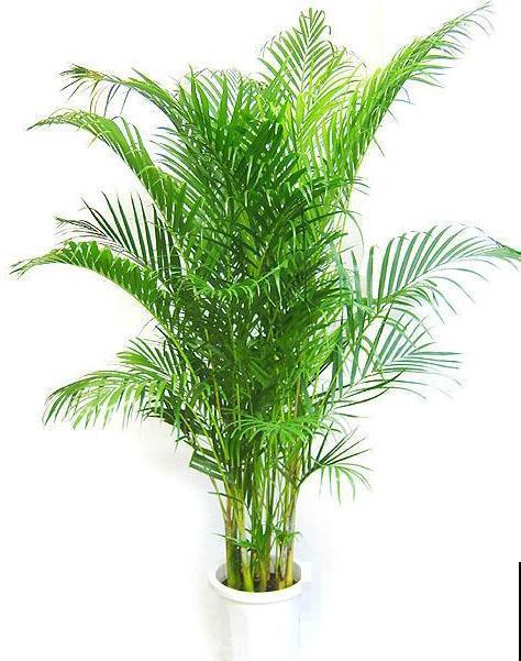 家里养凤尾竹，做好这几件事，叶片油绿有精神！