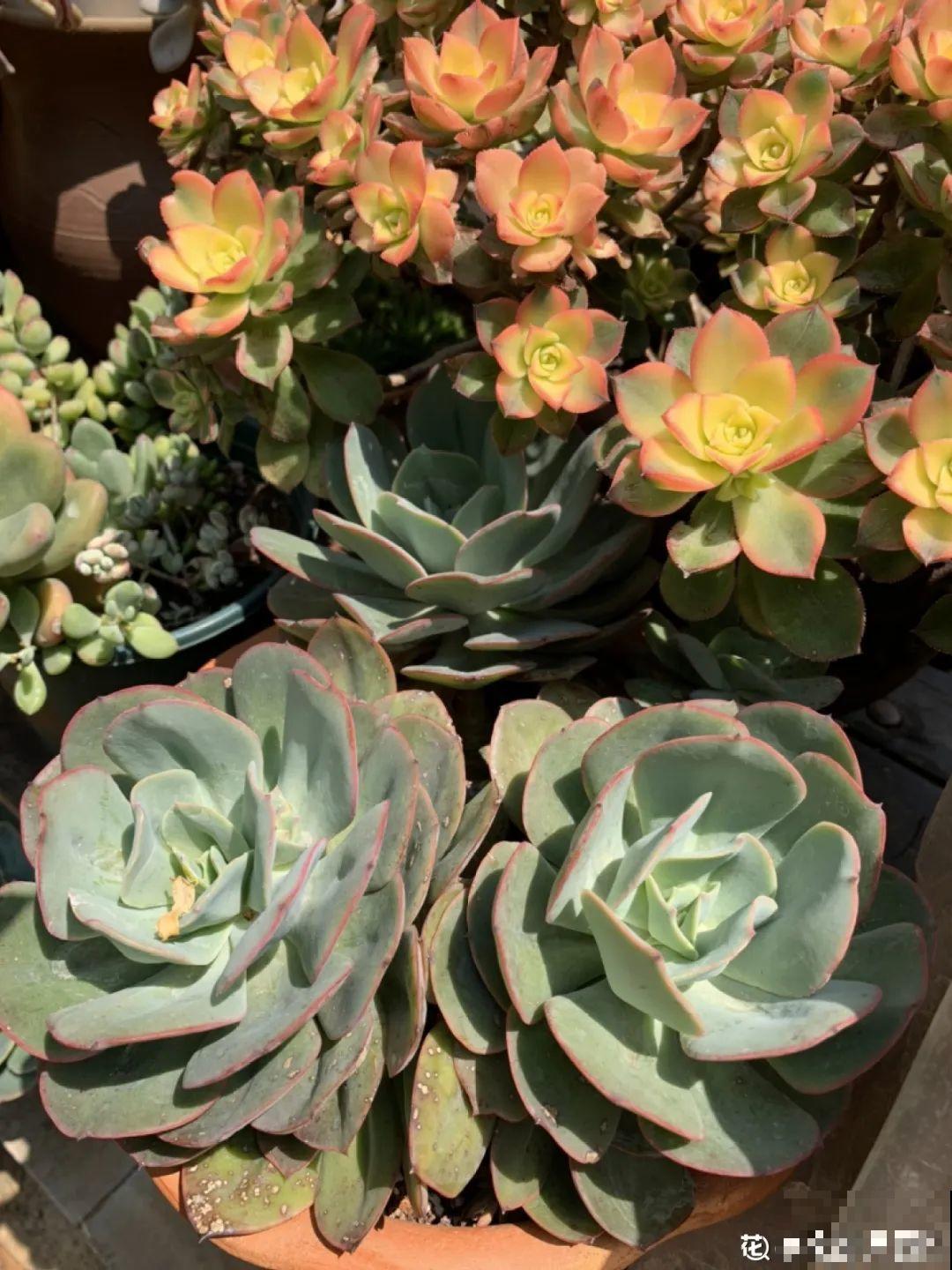 多肉老桩有多美，看着像是艺术品，造型超美