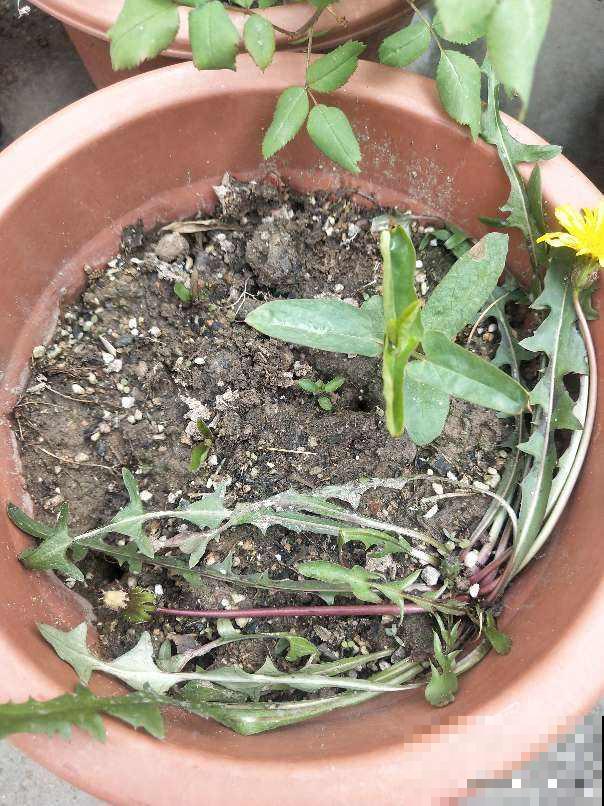 4种“去火”草，农村最多，现在越挖越少