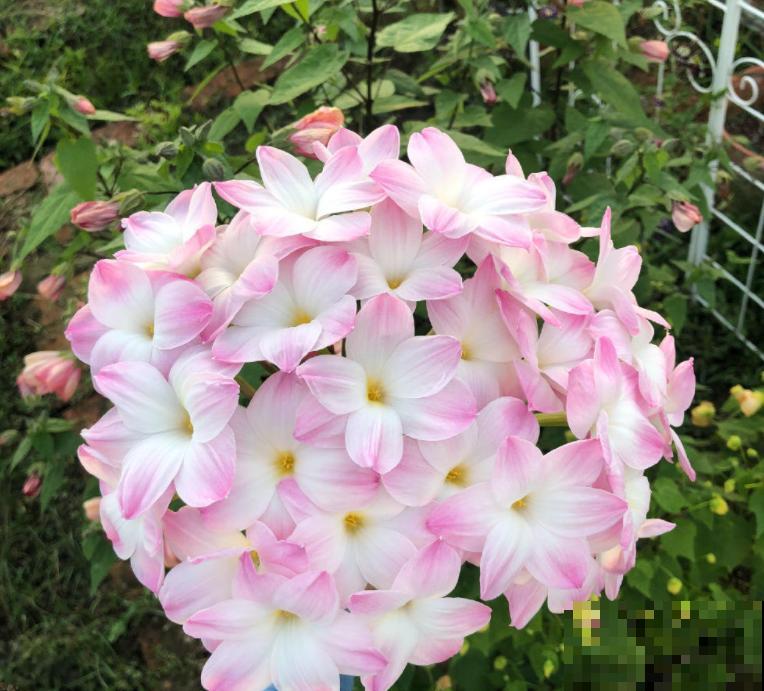 2021赏花时间表，记好这些时间，再也不怕错过花期！