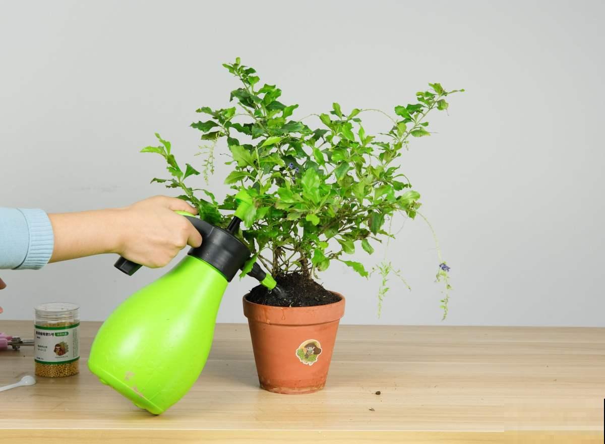 家里的植物发出这几种“信号”,千万别忽视,不然小心烂完! 家里的植物发出这几种“信号”,千万别忽视,不然小心烂完!