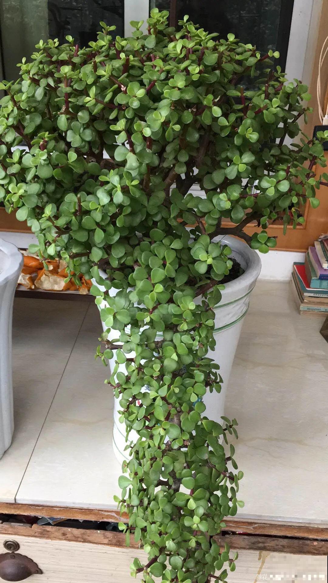 超级耐旱花，整个冬天不浇水，还能胖一圈！