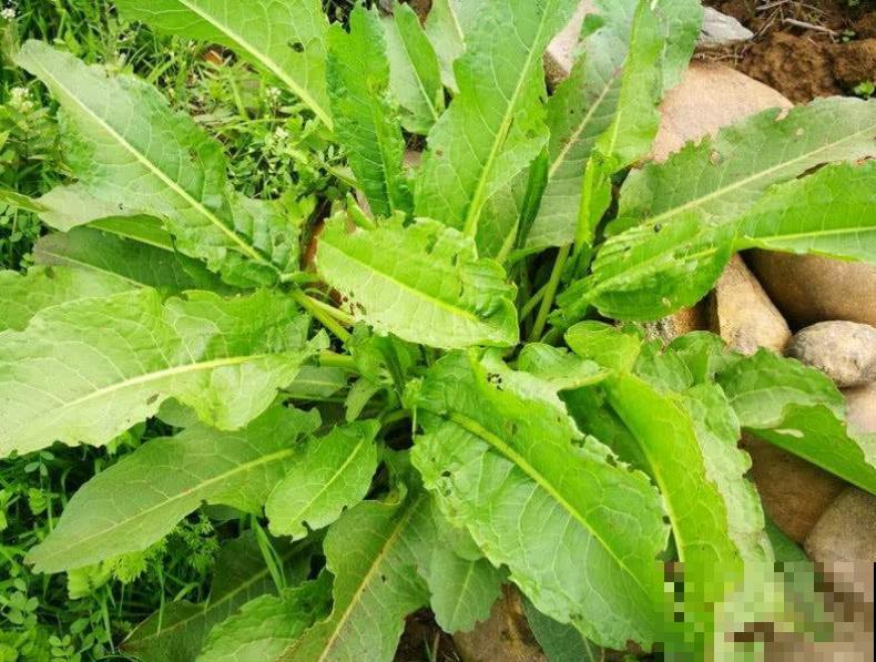 1种野草叫牛舌头，好多人上山排队挖，竟然有大作用