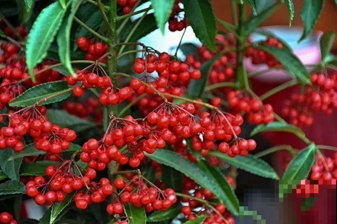 过年养这10种花，漂亮又吉祥，欢欢喜喜过大年！