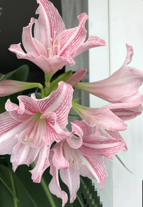 6种年宵花,现在买还便宜,再过一个月就涨价! 6种年宵花,现在买还便宜,再过一个月就涨价!