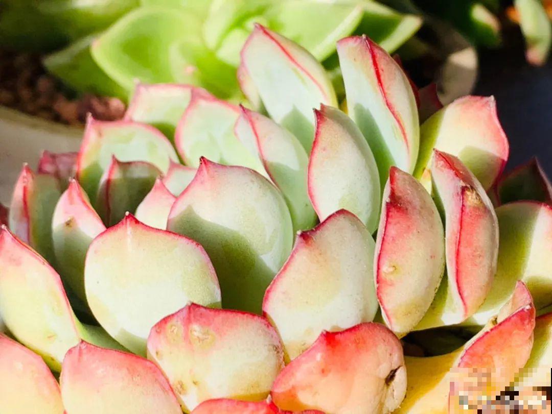 小阳台也能养多肉，一尺一寸，都是繁华！