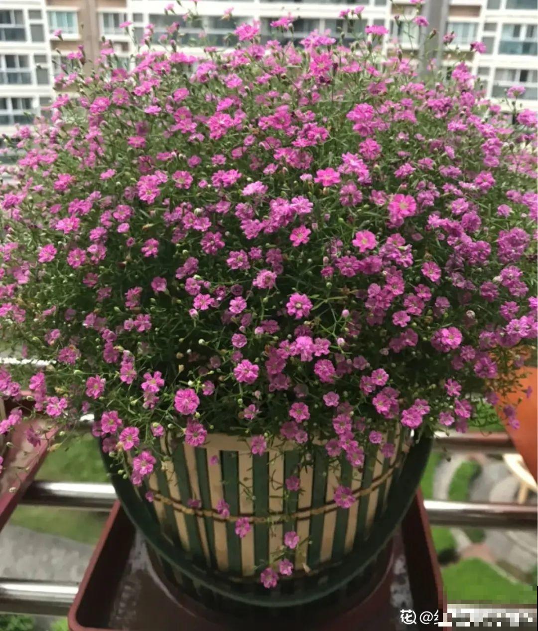 20种花春天开得正盛,花期长、容易爆花,虫害少! 20种花春天开得正盛,花期长、容易爆花,虫害少!