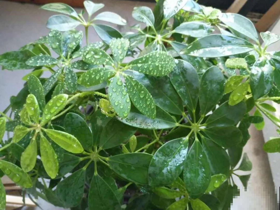 自制“增亮剂”，给花叶子擦一擦，亮的照人影