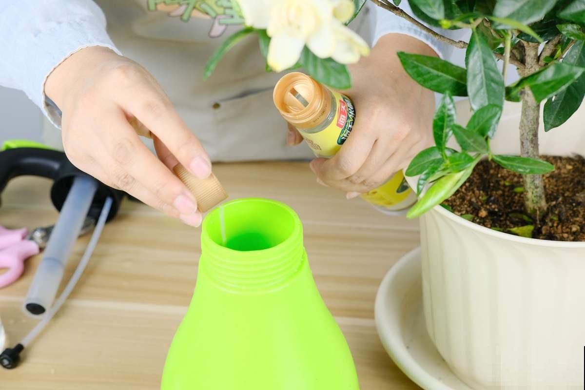 过年植物也要大扫除，经常擦叶子，植物吸收更好