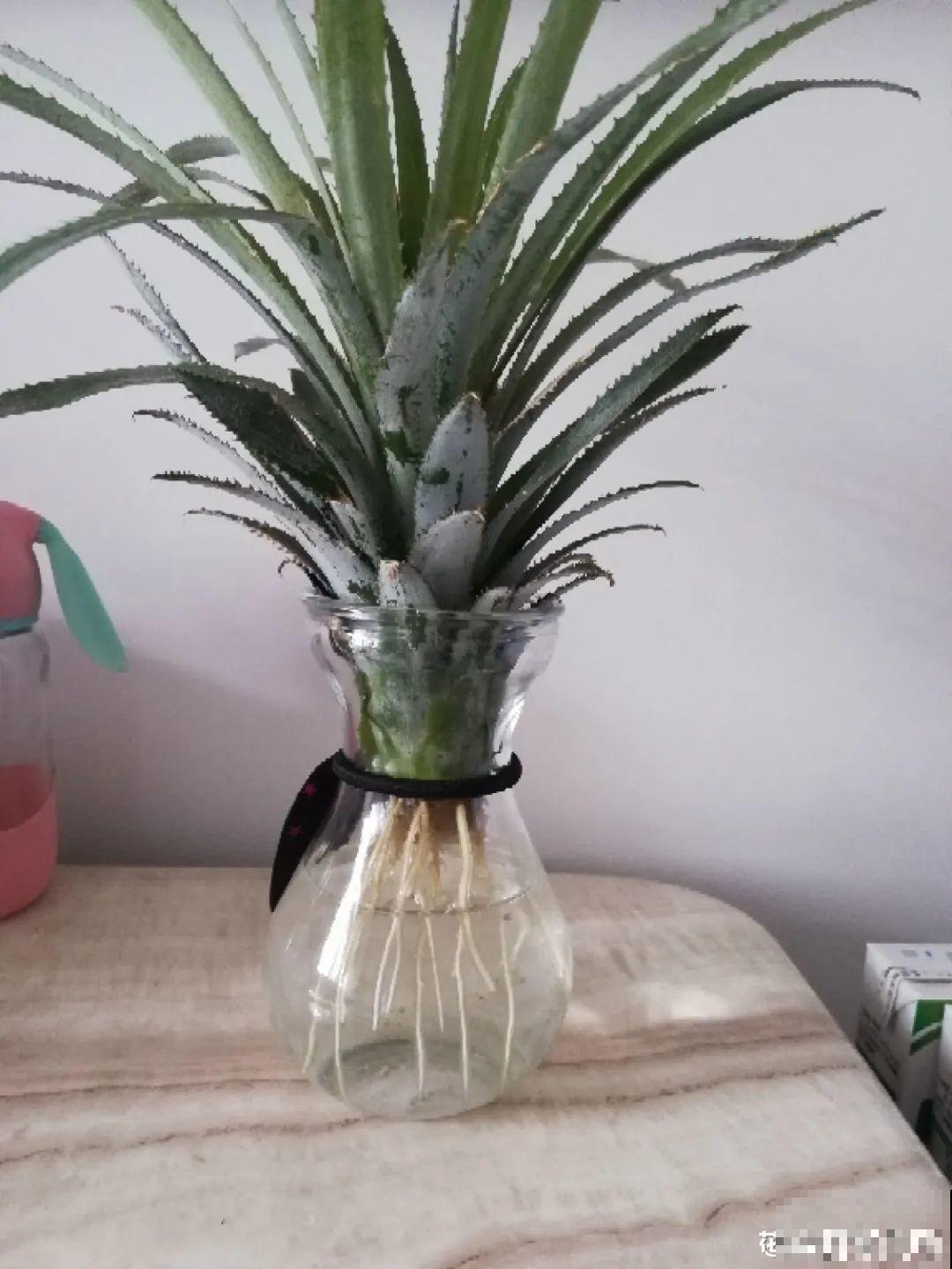 吃完的水果核别丢，扔土里长出小嫩芽，俩月长成新盆栽