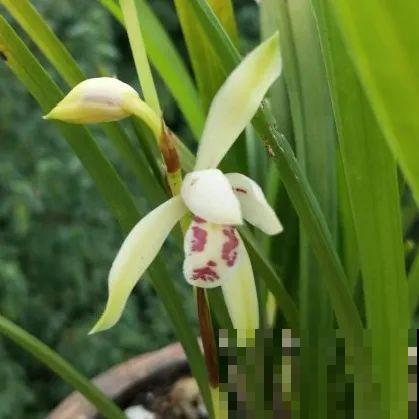 最逗的兰花,开花像人脸,越看越想笑 最逗的兰花,开花像人脸,越看越想笑