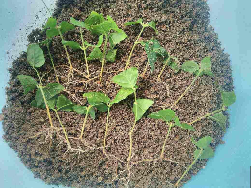 不要钱的植料，野外溜一圈就能找到，便宜好用关键是透气