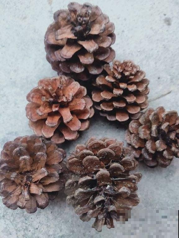 松树全身都能养花，野外挖点松针，沤土俩月就能用