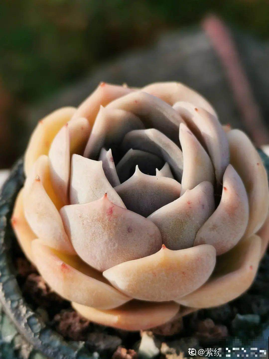 我在村里种多肉,盆盆状态美如画,城里人眼馋 我在村里种多肉,盆盆状态美如画,城里人眼馋