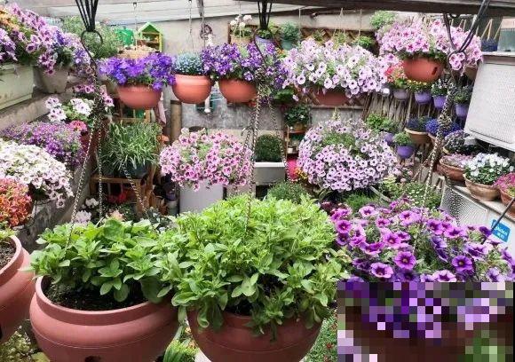 5年的花园，消失只要3天，全没了……