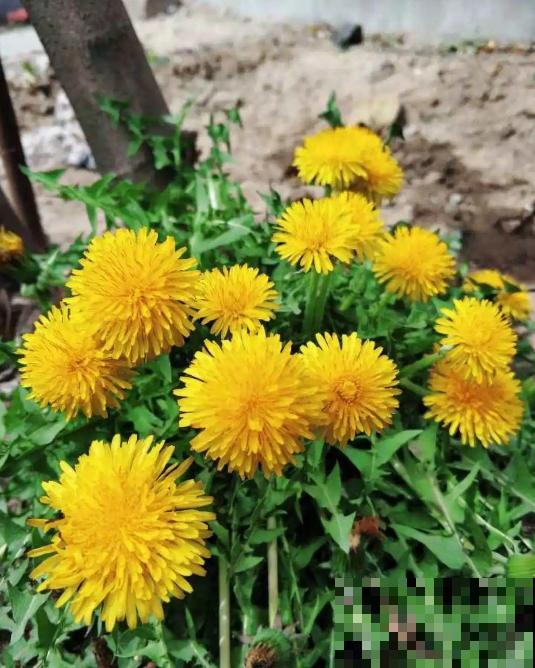 5种小野花,春天养护太美了,随便挖一颗回家吧! 5种小野花,春天养护太美了,随便挖一颗回家吧!