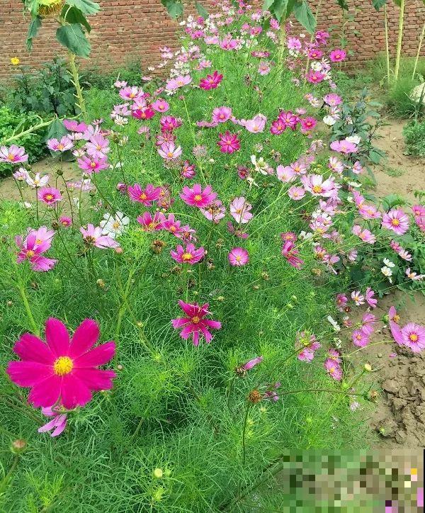 只需要种一次的花，年年疯长，除都除不尽